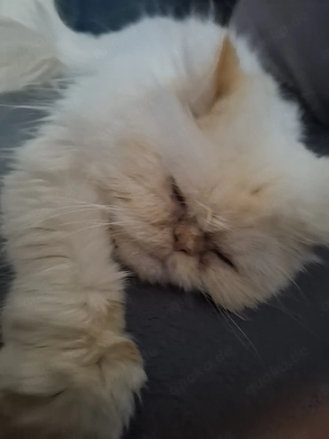 Kuscheldame sucht neues für immer zu Hause Bild 6