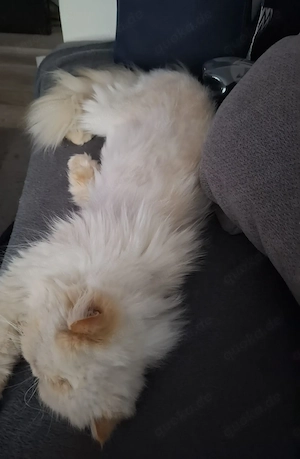Kuscheldame sucht neues für immer zu Hause Bild 3