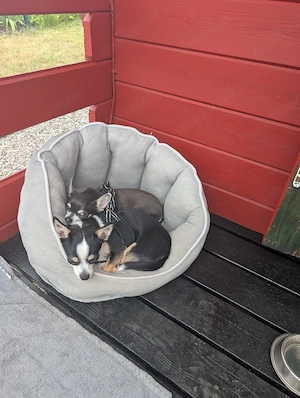2 Mäuse suchen ein ruhiges zuhause