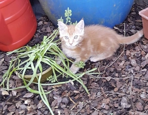 Maine coon mix Babys 