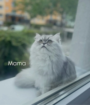 zuckersüßer BKH BLH Kitten-Bub sucht sein Für-immer-Zuhause     