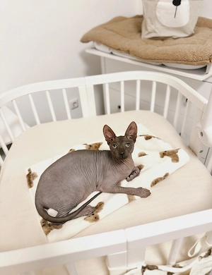 Smoky, Don Sphynx kastriert, 1 Jahr und 8 Monate 