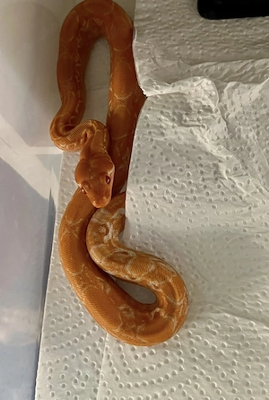 1,0 Albino Blood Kahl  ( Red Dragon) Boa Constrictor 