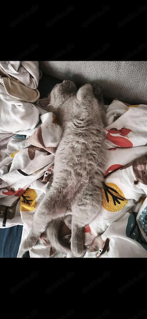 Bkh Rassen kitten 