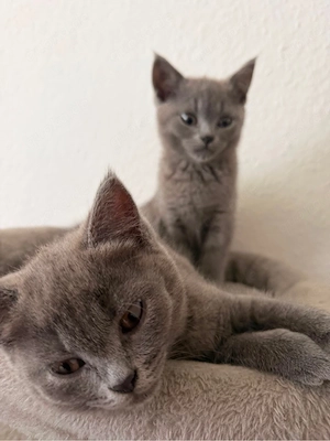 bkh kitten suchen neu zuhause