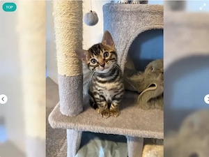 Wunderschöne Bengalkitten abzugeben ? Bild 2