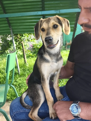 GRETA 4, 5Mon7kg sucht Zuhause bundesweit ausreisebereit 