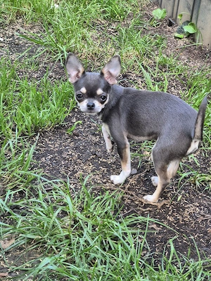 Chihuahua blue and tan Mädchen 