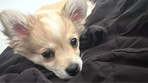 hunde welpin abzugeben 