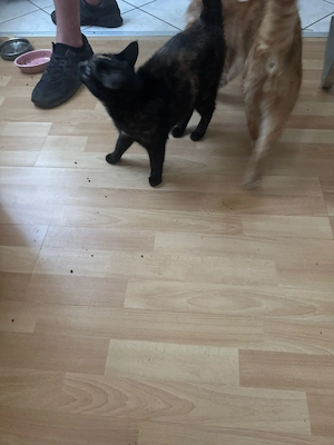 Katzen abzugeben m und w Bild 2