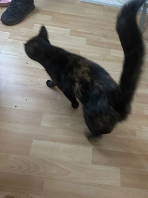 Katzen abzugeben m und w Bild 3