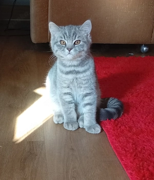 Wunderschönes BKH Kitten (Kater Heilige)   3 Monate alt   in liebevolle Hände abzugeben