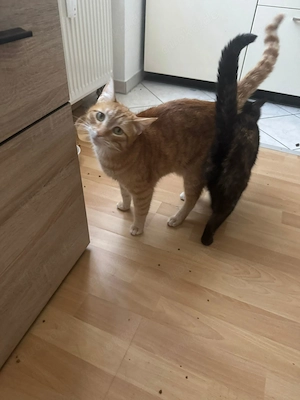 Katzen abzugeben m und w