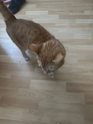 Katzen abzugeben m und w Bild 4