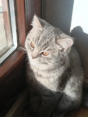 Wunderschöne Britisch Kitten (geb. am 08.02.) suchen ein liebevolles Zuhause.
