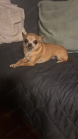 Chihuahua Hündin