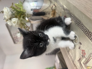 Babykatze Mädchen   