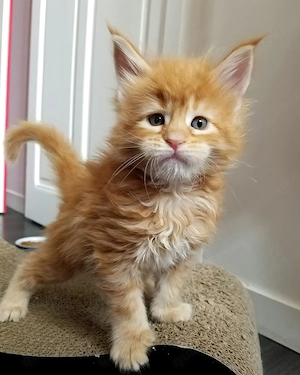 3 Monate alte reinrassige Maine-Coon-Kätzchen
