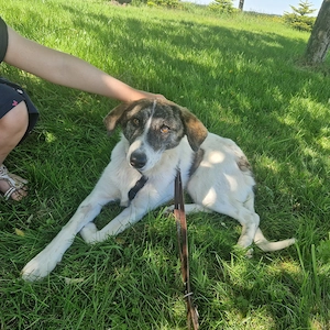 Rafaella ist 8 Monate und wird ca. 50-55 cm Bild 5
