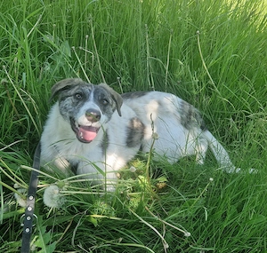 Rafaella ist 8 Monate und wird ca. 50-55 cm Bild 7