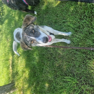 Rafaella ist 8 Monate und wird ca. 50-55 cm Bild 3