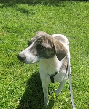 Rafaella ist 8 Monate und wird ca. 50-55 cm Bild 8
