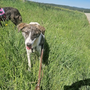 Rafaella ist 8 Monate und wird ca. 50-55 cm Bild 4