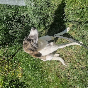 Rafaella ist 8 Monate und wird ca. 50-55 cm Bild 9