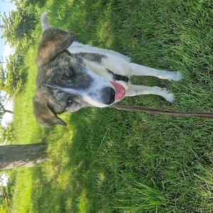 Rafaella ist 8 Monate und wird ca. 50-55 cm Bild 2
