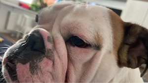 Englische Bulldogge