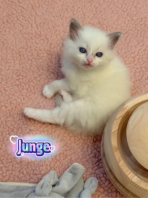 Verschmuste Ragdoll Kitten 