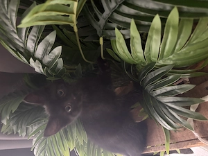 Verschmuste kitten 