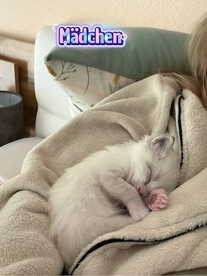 Verschmuste Ragdoll Kitten  Bild 7