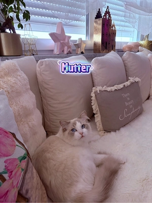 Verschmuste Ragdoll Kitten  Bild 8