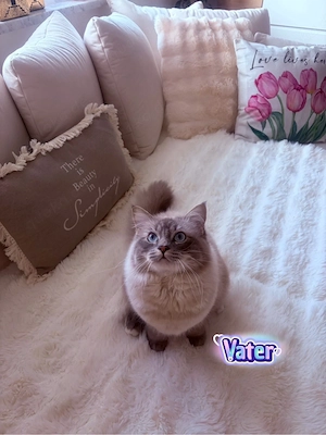 Verschmuste Ragdoll Kitten  Bild 9
