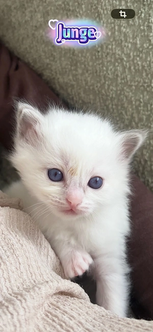 Verschmuste Ragdoll Kitten  Bild 6