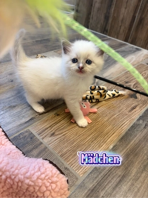 Verschmuste Ragdoll Kitten  Bild 5