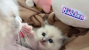 Wunderschöner Ragdoll Deckkater  Bild 6