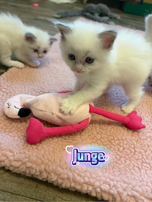 Wunderschöner Ragdoll Deckkater  Bild 8