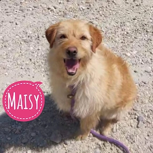 Maisy, wunderhübsche Traumhündin