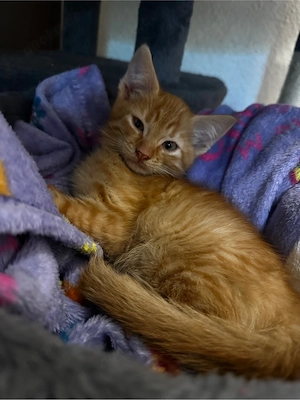 orangener kitten junge 