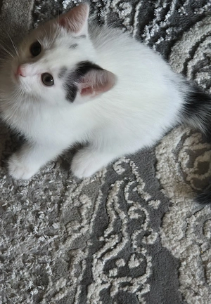 bkh mix kater 