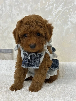 Klein, Schattig en Vol Liefde - Toy Poedel Meisje te Koop!