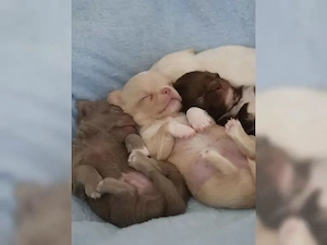 4 Langhaarige Ponchi Welpen suchen ein neues Zuhause
