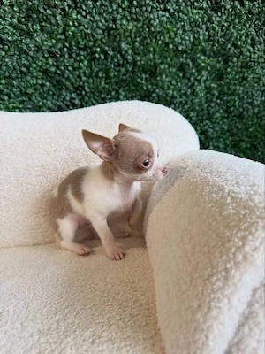 chihuahua welpe