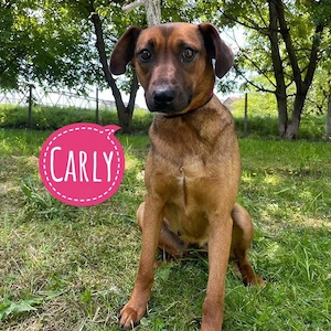 Carly, liebe, sanfte und katzenverträgliche Bracke Mischlingshündin