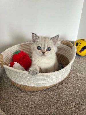 Reinrassige BKH Kitten mit blauen Augen