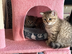 BKH+Perser-Mix Katzenbabys