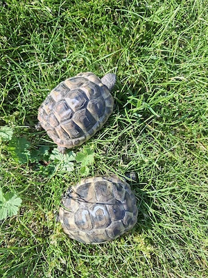 Griechische Landschildkröten