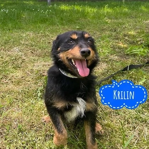 Krilin, fröhlicher, aktiver und verschmuster Deutscher Jagdterriermischling